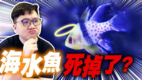 魚死掉怎麼辦 獅子面病